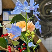 ディルフィニウム,生け花,今日の一枚,おでかけさきの画像