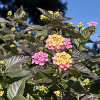 ランタナ,散歩,常緑低木,クマツヅラ科,ランタナ属の画像