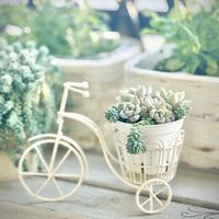 寄せ植え,多肉植物,多肉の寄せ植え,すーちゃんの寄せ植えの画像