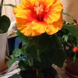 胡蝶蘭,デンマークカクタス,シャコバ サボテン,ハイビスカスアポロガーデン,リビング・ダイニングの画像