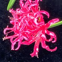 ミセバヤ,ネリネ(ダイヤモンドリリー),サネカズラ（ビナンカズラ）,サネカズラ（ビナンカズラ）,ハナキリン(花麒麟)の画像