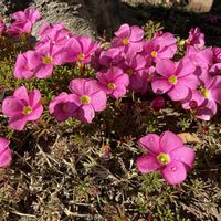 オキザリス,オキザリス,ヤマボウシ,写真撮影,朝の日差しの画像