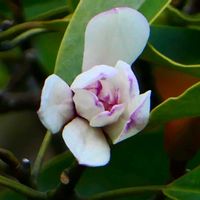 オガタマノキの画像