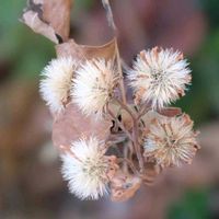 カシワバアジサイ,ノコンギク,紅葉,柏葉紫陽花,ノコンギク﹙野紺菊﹚の画像