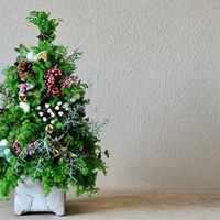 ブルーアイス,ペッパーベリー,ナンキンハゼ,薩摩杉,今日の一枚の画像