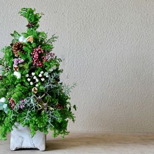 ブルーアイス,ペッパーベリー,ナンキンハゼ,薩摩杉,今日の一枚の画像