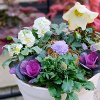 クリスマスローズ,スカビオサ,ストック,葉牡丹,クリスマスローズ ニゲルの画像