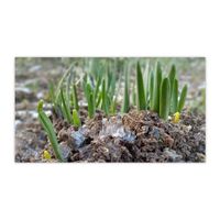 スイセン,祈り,前庭,お家園芸,乙女色クラブの画像