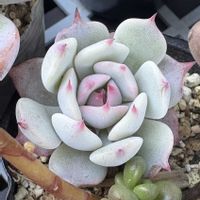 ストロベリーミルククラウン,多肉植物,紅葉する多肉,ミックスベリア,chii*おらいさん苗の画像