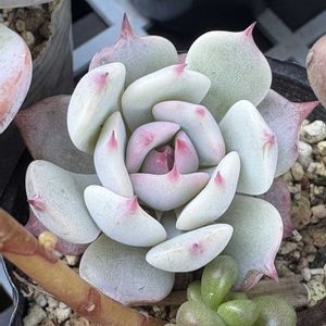 ストロベリーミルククラウン,多肉植物,紅葉する多肉,ミックスベリア,chii*おらいさん苗の画像