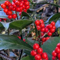 スイセン,センリョウ,御岳山*,御岳山*,乗鞍岳，の画像