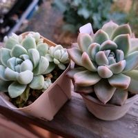 ハオルチア,コロラータ×ケッセルリンギアナ,万象　大宝,エケベリア属,リビング・ダイニングの画像