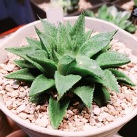 ハオルチア,ハオルチア　細雪hyb,多肉植物,ハオルチア属,多肉大好きの画像