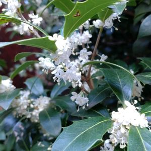 ヒイラギ,ヒイラギ？,寄せ植え,鉢植え,ガーデニングの画像