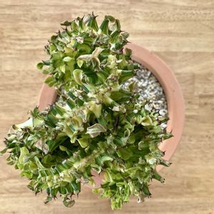 ラクテア ,多肉植物,ユーフォルビア,ダイソー,ベランダの画像