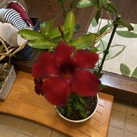 サンパラソル,ノボロギク,ムラサキオモト オーロラ,名前を教えて,名前を教えての画像