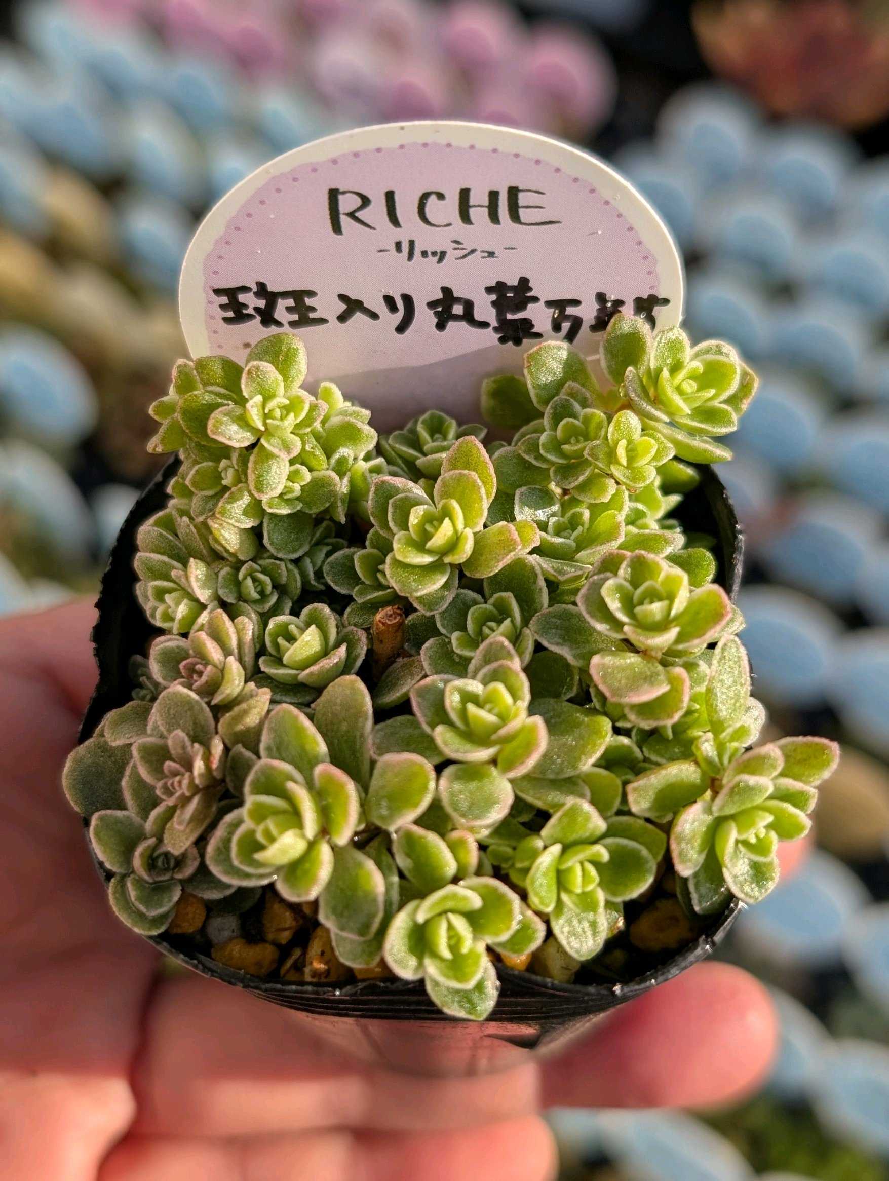 セダムの育て方｜肥料や水やりの頻度は？冬の手入れは？｜🍀GreenSnap