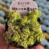 セダム,斑入り丸葉万年草,多肉植物,多肉植物のある暮らし,タニラーの画像