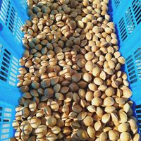 銀杏,花のある暮らし, イチョウの木,さわやか信州,チーム長野の画像