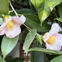 ツバキ,侘助,木曜は木の花,木曜日は桃色,長喜院の画像