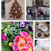 プリムラ　ジュリアン,お土産,小さな幸せ♡,木曜モフモフ,クリスマス月間の画像