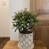 花月,多肉植物,今日の一枚,花のある暮らし,植物のある暮らしの画像