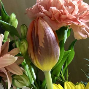 チューリップ,プリンセスイレーネ,花束,誕生日プレゼント,次男Kの画像