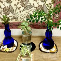 オリズルラン,朧月, ブロンズ姫,可愛い,花のある暮らしの画像