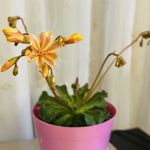 レウィシア,かわいい,楽しみ〜,花のある暮らし,小さな幸せ♡の画像