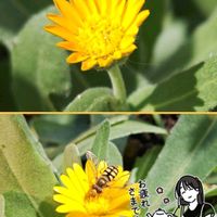 コキア,シオン,カレンデュラ 冬しらず,アサガオ 江戸風情,今日のお花の画像