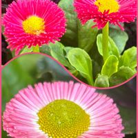 デージー,お芋の画像