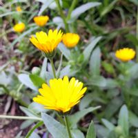 フユシラズ,フユシラズ,フユシラズ,ロウバイ,ロウバイの画像