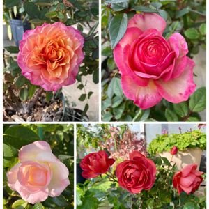 ミニバラ,いつもありがとう♡,癒し…♡,おうち園芸の画像