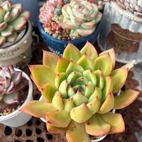 寄せ植え,多肉植物,葉挿し,多肉寄せ植え,GS日和の画像