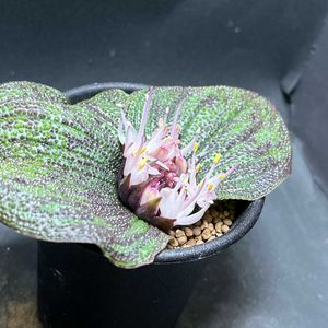 多肉植物,かわいい,球根植物,多肉植物 エケベリア,多肉狩りの画像