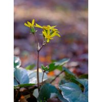 ツワブキ,おでかけ先,千葉市都市緑化植物園,千葉市若葉区の画像