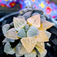 アロエ,萩原ピグマエア,アロエ　ワイリーコヨーテ,萩原ピグマエア錦,Aloe Wily Coyoteの画像