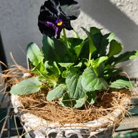 シュバリエ　ドゥ　リュンヌ,シュバリエ　ドゥ　リュンヌ,開花,ありがとう,かわええのぅ♡の画像