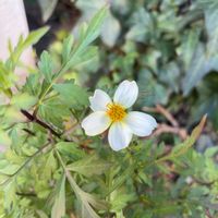 ウインターコスモス,ガーデンシクラメン,グリーンアイスの画像