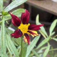 コレオプシス レッドシフト,日蔭の庭,種から育てたビオラ,女子会ランチ✨の画像