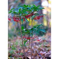 マンリョウ,おでかけ先,千葉市都市緑化植物園,千葉市若葉区の画像