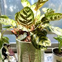 カラテア,カラテア マコヤナ,カラテア属,癒しの空間,寒さに負けるなの画像