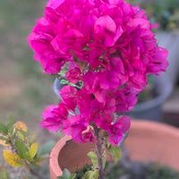 オキザリス,サザンカ,ブーゲンビリア,ペンタス,コギクの画像