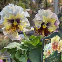 ネメシア,ビオラ・トルニー,パンジー　フリルヴィンテージ,花のある暮らし,ビオラ・パンジーの画像