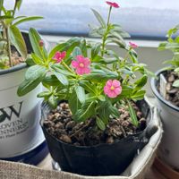 フェアリースター・コーラルピンク,寄せ植え,北海道,サントリー フラワーズ,小花会の画像