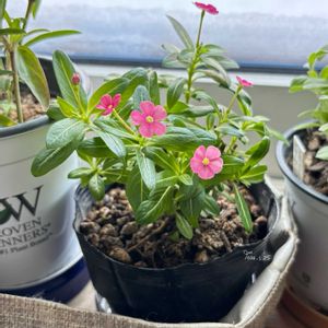 フェアリースター・コーラルピンク,寄せ植え,北海道,サントリー フラワーズ,小花会の画像