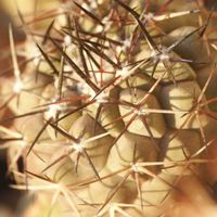ハオルチア,多肉植物,観葉植物,塊根植物,サボテン科の画像