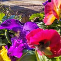 ヒューケラ,フリル咲きパンジー,マイガーデン,GSのみなさんに感謝♡,❤️いいね、ありがとうの画像