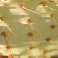 ハオルチア,多肉植物,観葉植物,塊根植物,サボテン科の画像
