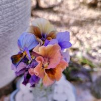 アジュガ,マトリカリア,ミニバラ,ビオラ,ヒューケラの画像